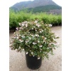 abelia_grandiflora