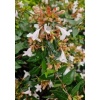 abelia_grandiflora_ball