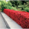 berberis_thunbergii_atropurpurea1