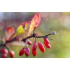 berberis_thunbergii_atropurpurea2