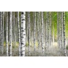 betula_alba