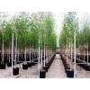 betula_alba_bush