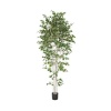 betula_alba_bush1