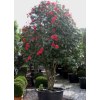 camelia_japonica