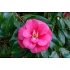 camelia_japonica1