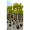 catalpa_bignoni1_1255319102