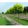 catalpa_bignoni2
