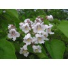 catalpa_bignoni_2041524414