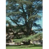cedrus_atlantica_2003173266
