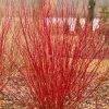 cornus_sericea_kelseyi