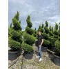 cupressocyparis_leylandi_goldrider_spiral
