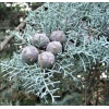 cupressus_arizonica