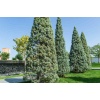 cupressus_arizonica1