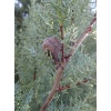 cupressus_arizonica260