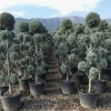 cupressus_arizonica_ponpon