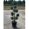 cupressus_arizonica_ponpon1