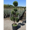 cupressus_arizonica_ponpon2