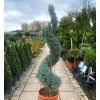 cupressus_arizonica_spiral