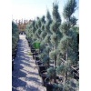 cupressus_arizonica_spiral1