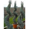 cupressus_arizonica_spiral2