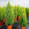 cupressus_macrocarpa_goldcrest