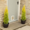 cupressus_macrocarpa_goldcrest1