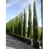cupressus_sempervirens_totem