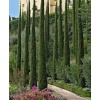 cupressus_sempervirens_totem1
