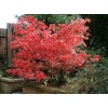euonymus_alatus