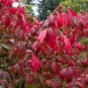 euonymus_alatus1
