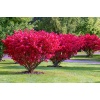euonymus_alatus2