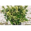 euonymus_japonica_aurea_16616625