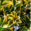 euonymus_japonica_aurea_2