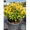 euonymus_japonica_aurea_ball