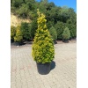 euonymus_japonica_aurea_pyramidalis