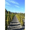 euonymus_japonica_aurea_pyramidalis1