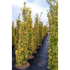 euonymus_japonica_aurea_pyramidalis2