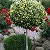 euonymus_japonica_aurea_tiege