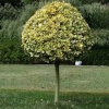 euonymus_japonica_aurea_tiege1