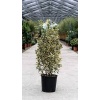 euonymus_japonicus_bravo_pyramidalis