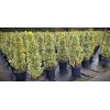 euonymus_japonicus_bravo_pyramidalis1
