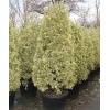 euonymus_japonicus_bravo_pyramidalis2