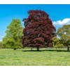 fagus_sylvatica_atropurpurea