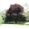 fagus_sylvatica_atropurpurea1