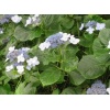 hydrangea_macrophylla