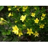 jasminum_fruticans
