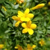 jasminum_fruticans1