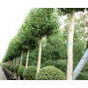 ligustrum_japonicum
