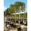 ligustrum_japonicum1