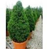 picea_albertiana_conica